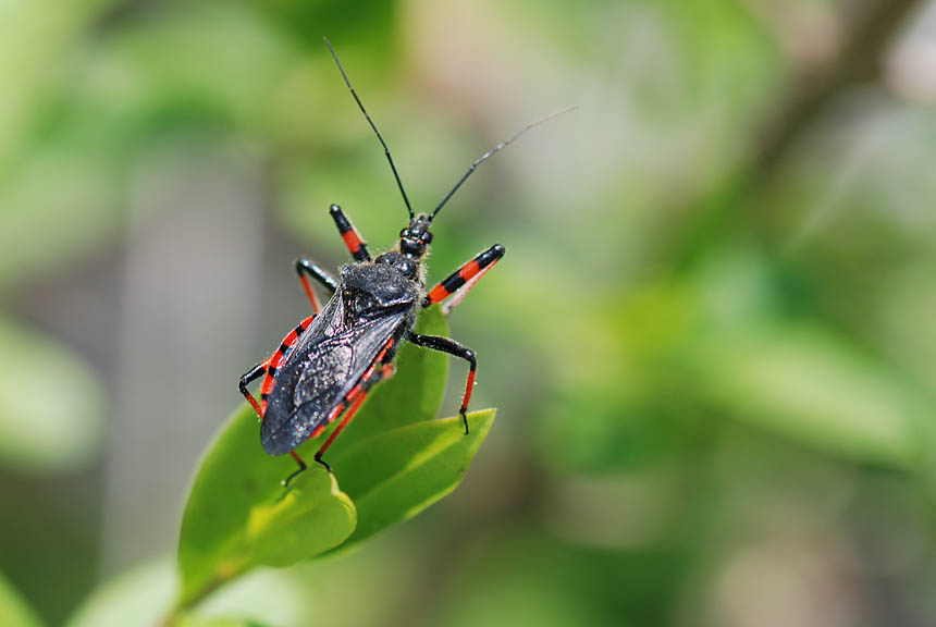 Reduviidae: Rhynocoris annulatus del Veneto (Vicenza)